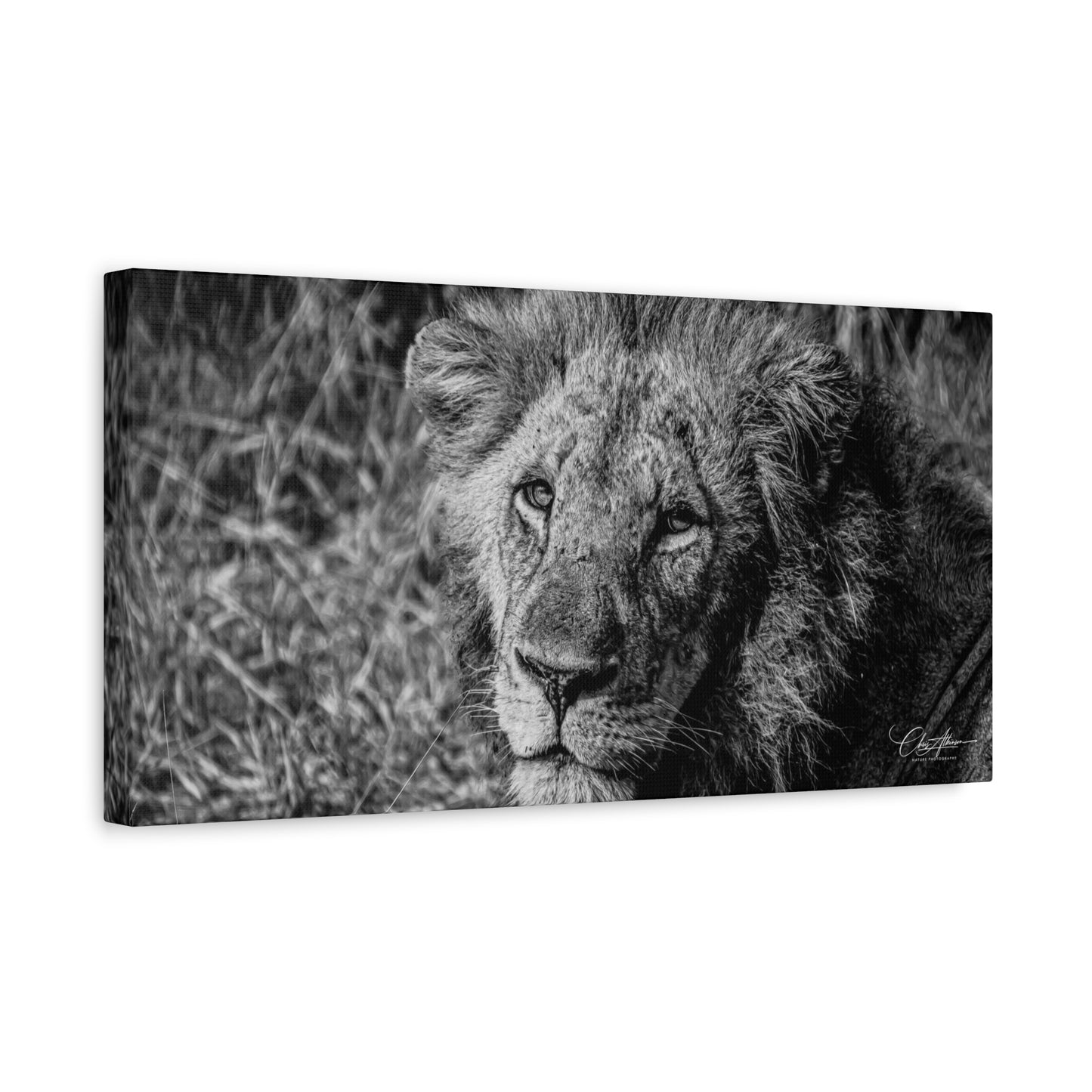 Old Lion Canvas Print B&W