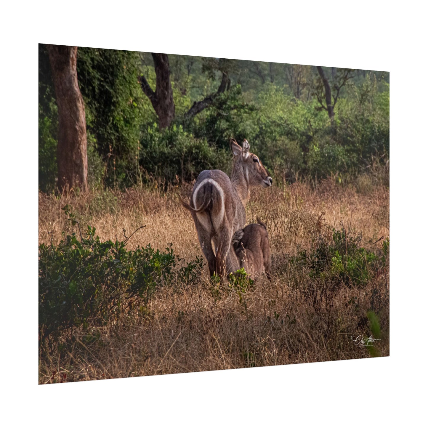 Rolled Posters - Waterbuck and Baby