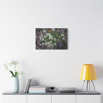 Matte Canvas, Stretched, 1.25" - Australian Wildflower Collection