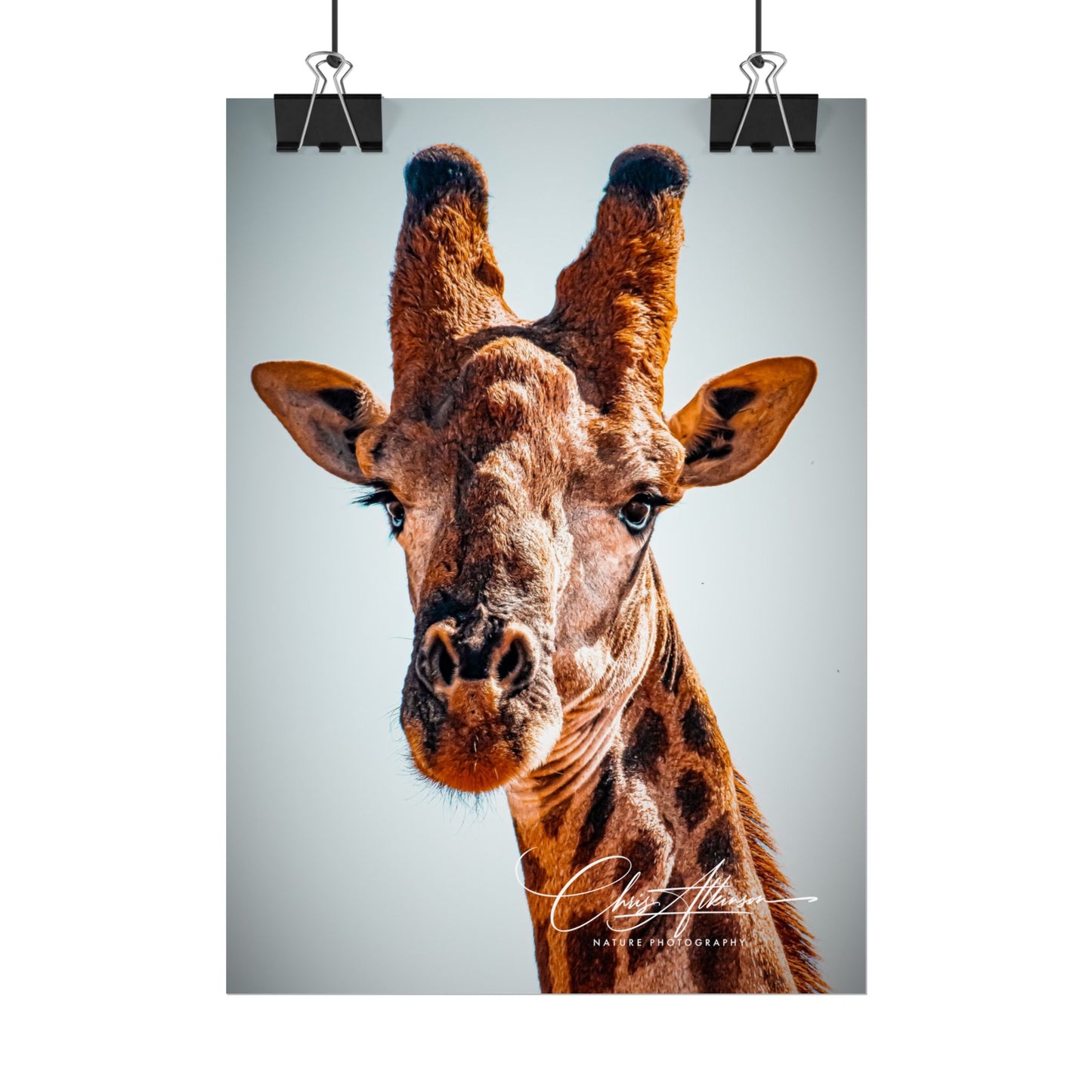 Portrait of Giraffe Poster