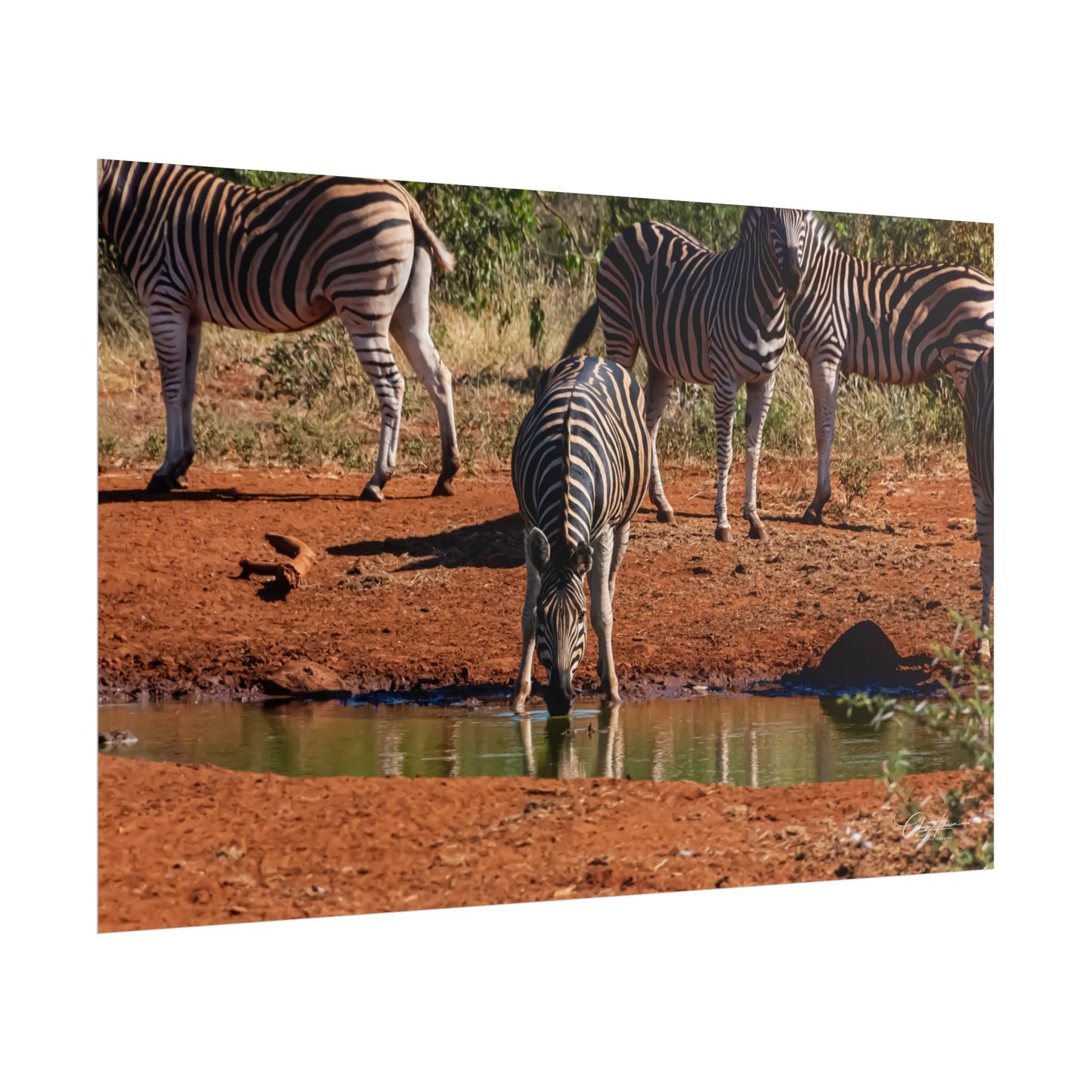 Rolled Posters - Zebra at Waterhole