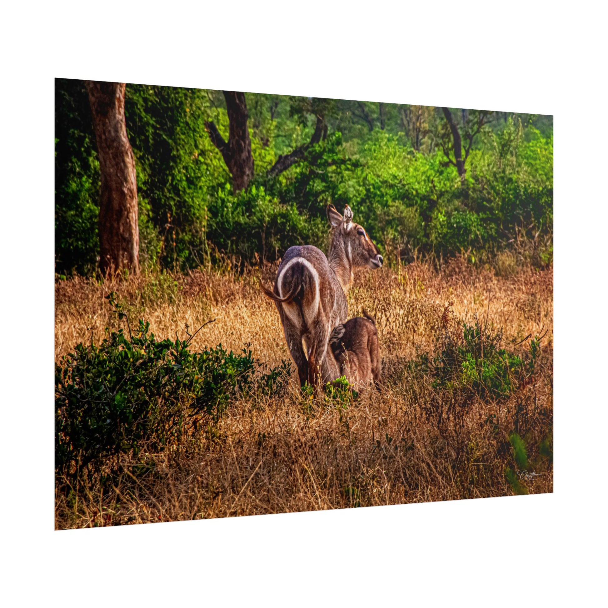 Rolled Posters - Waterbuck and Baby