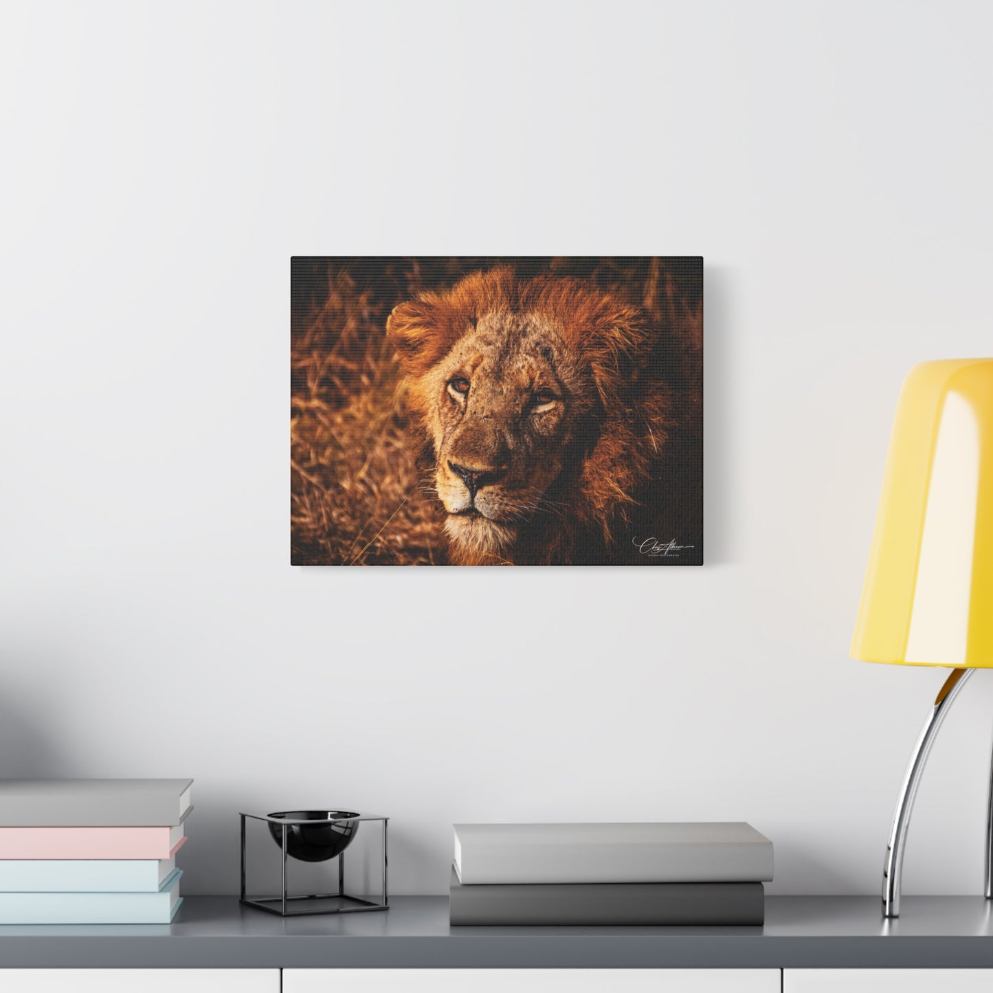 Old Lion Canvas Print