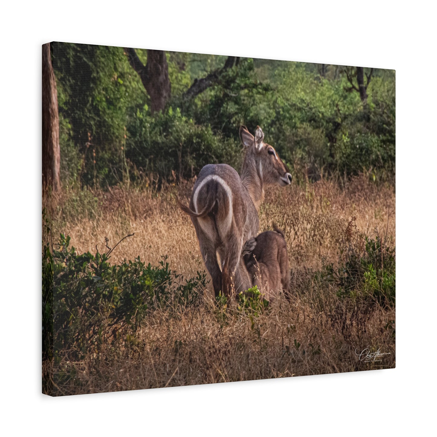 Matte Canvas, Stretched, 1.25" - Waterbuck and Baby