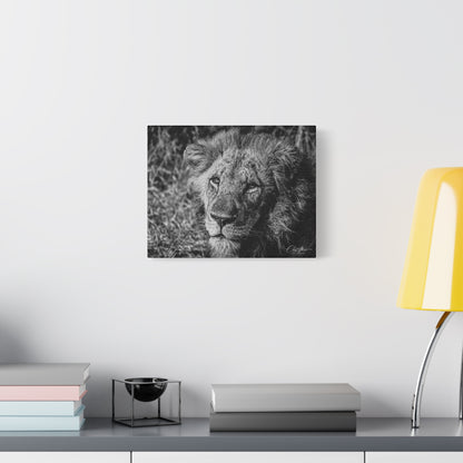 Old Lion Canvas Print B&W