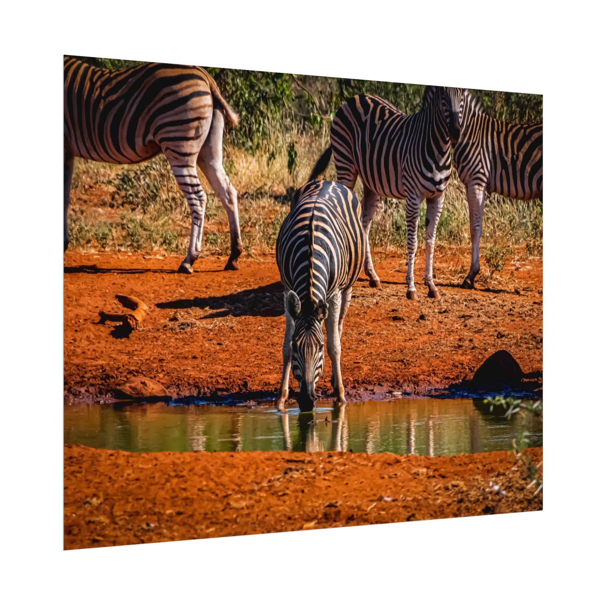 Rolled Posters - Zebra at Waterhole