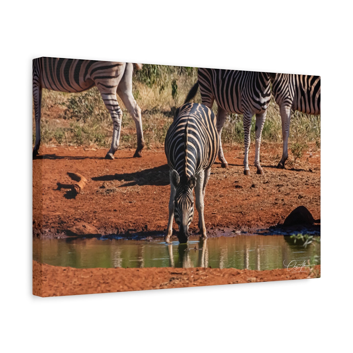 Matte Canvas, Stretched, 1.25" - Zebra at Waterhole