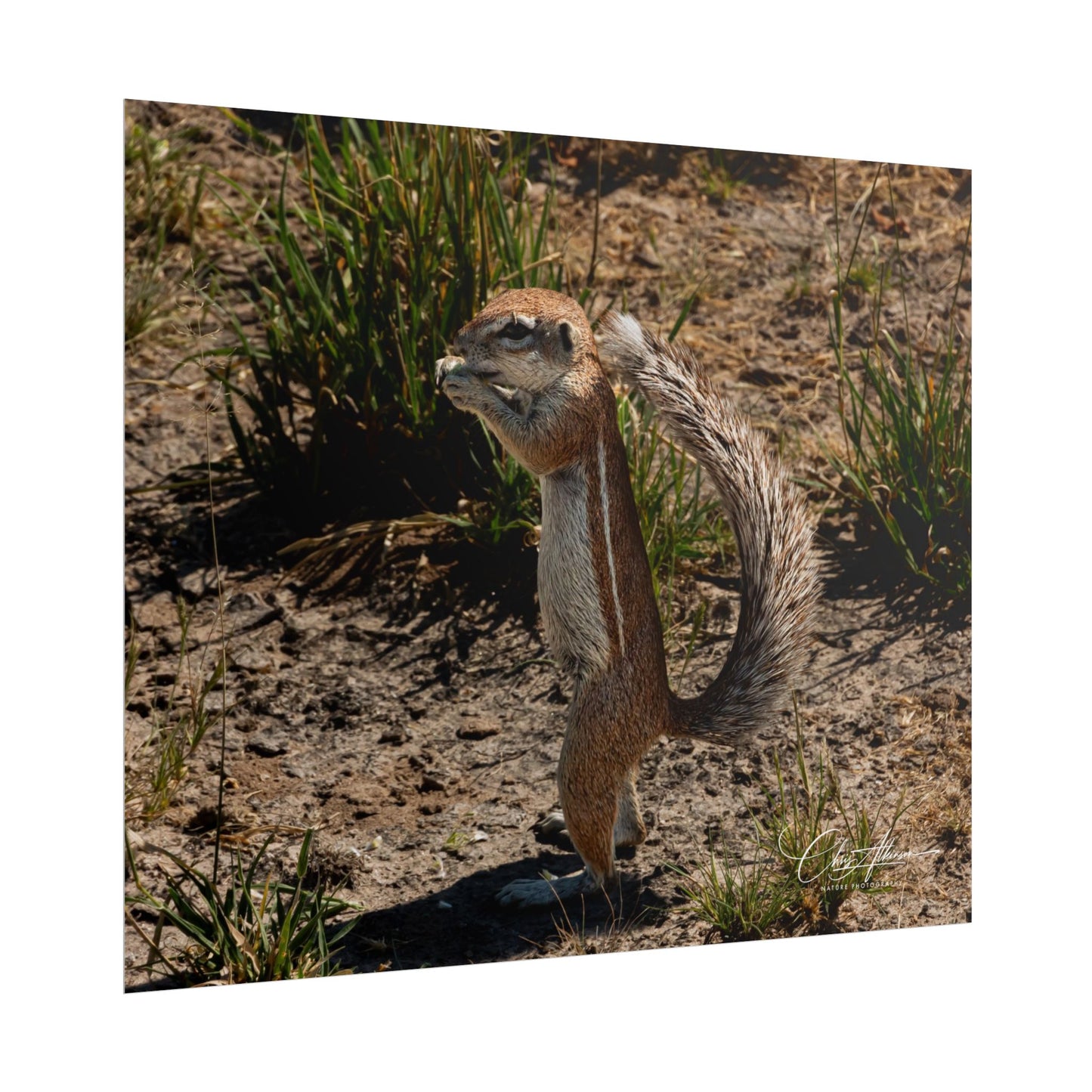 Rolled Posters - Ground Squirrel