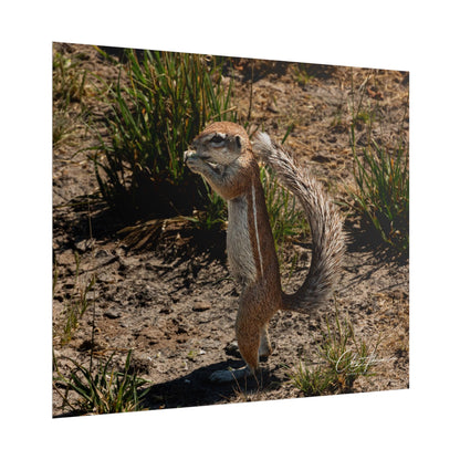 Rolled Posters - Ground Squirrel