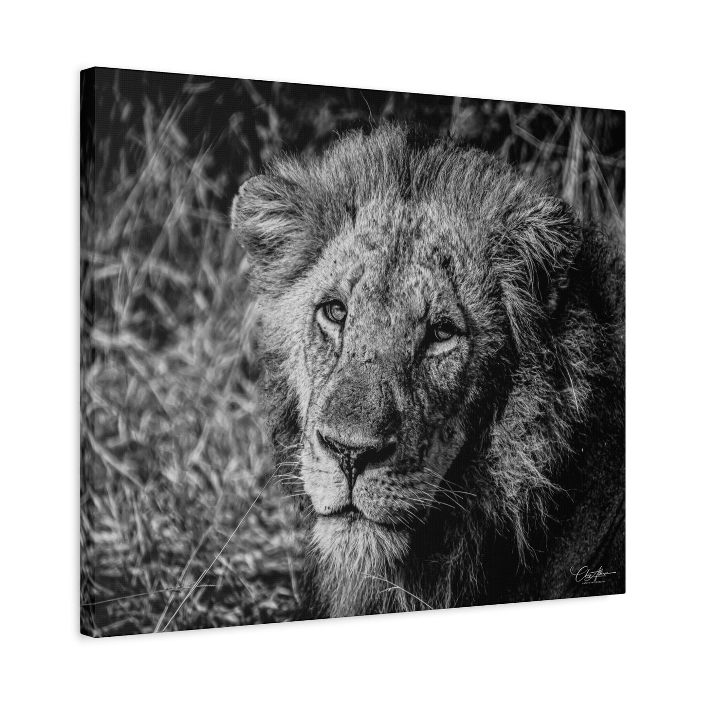 Old Lion Canvas Print B&W