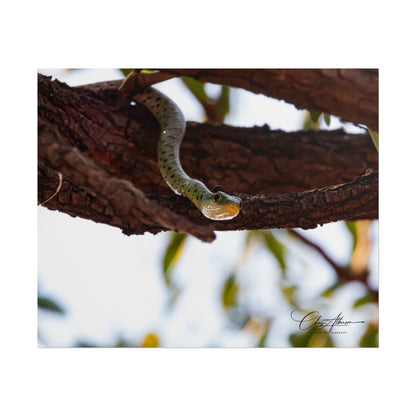 Rolled Posters - Spotted Bush Snake