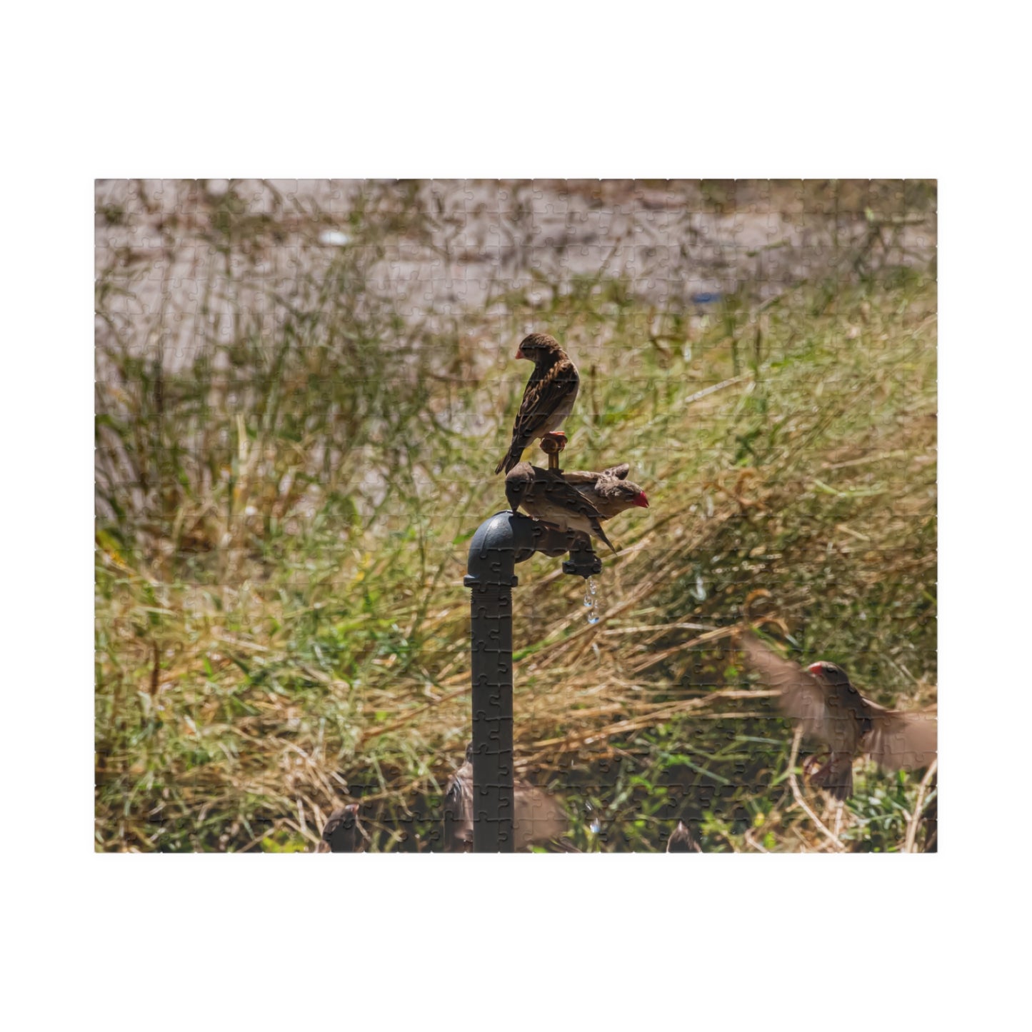 African Birds Jigsaw Puzzle