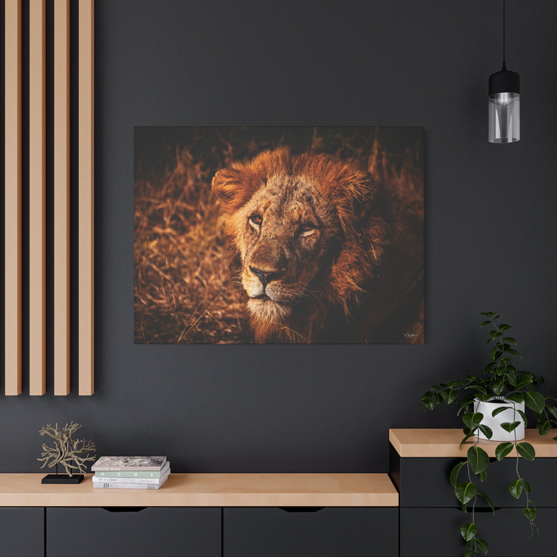 Old Lion Canvas Print