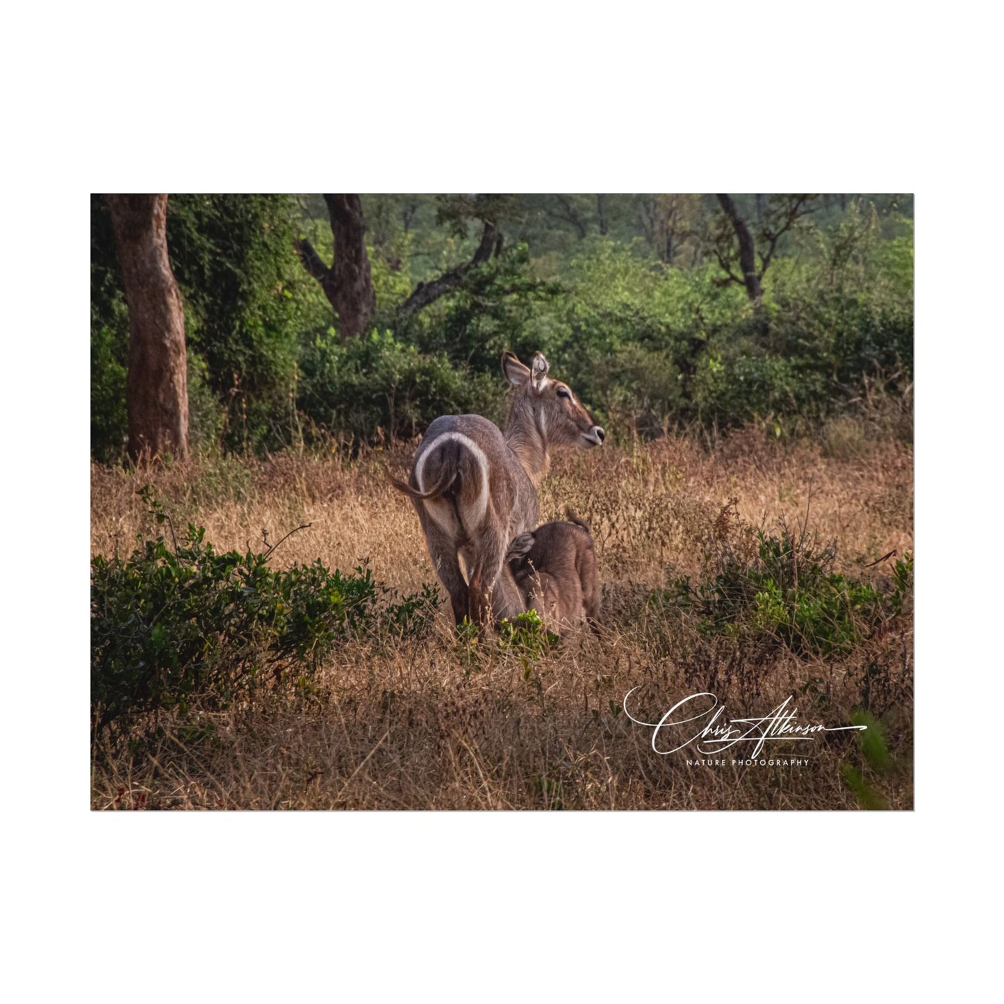 Rolled Posters - Waterbuck and Baby