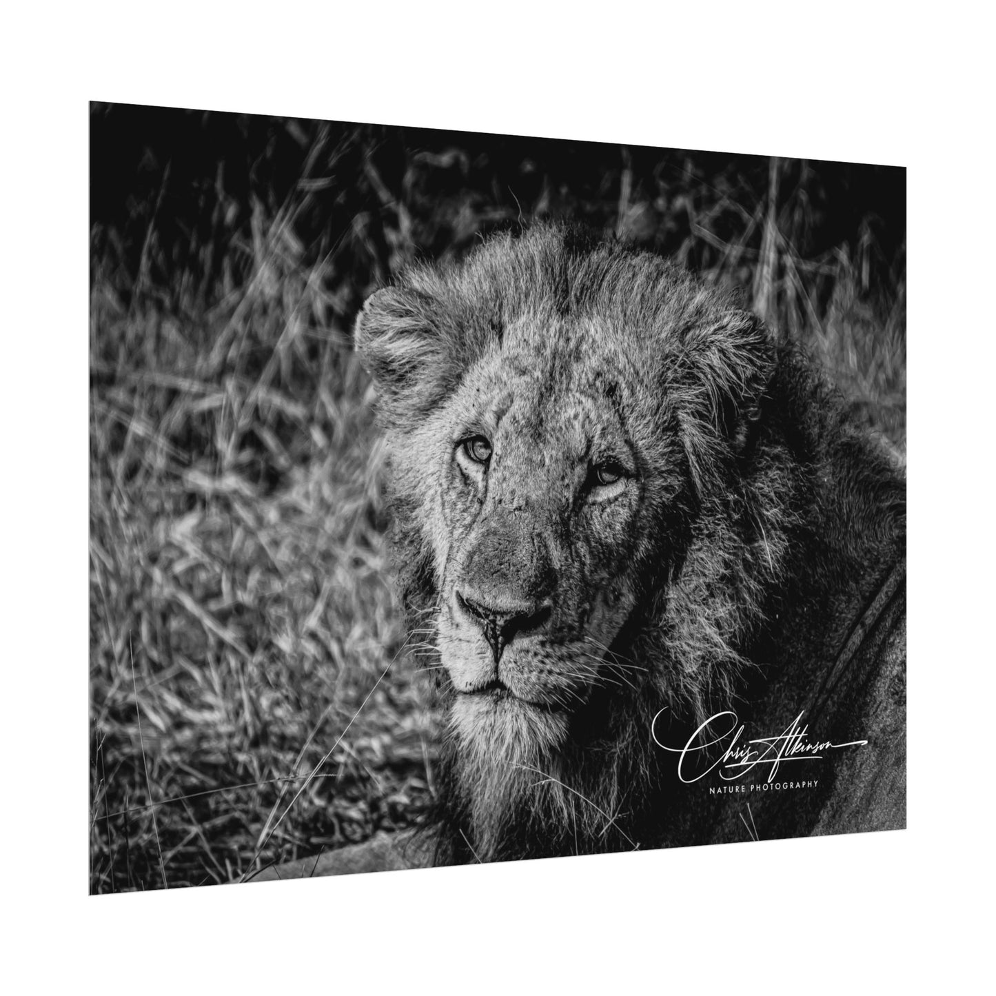 Rolled Posters - Old Lion B&W