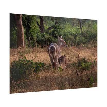 Rolled Posters - Waterbuck and Baby