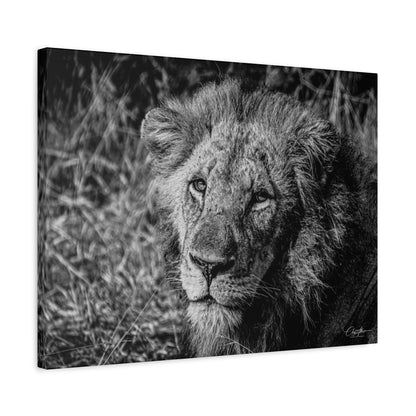 Old Lion Canvas Print B&W