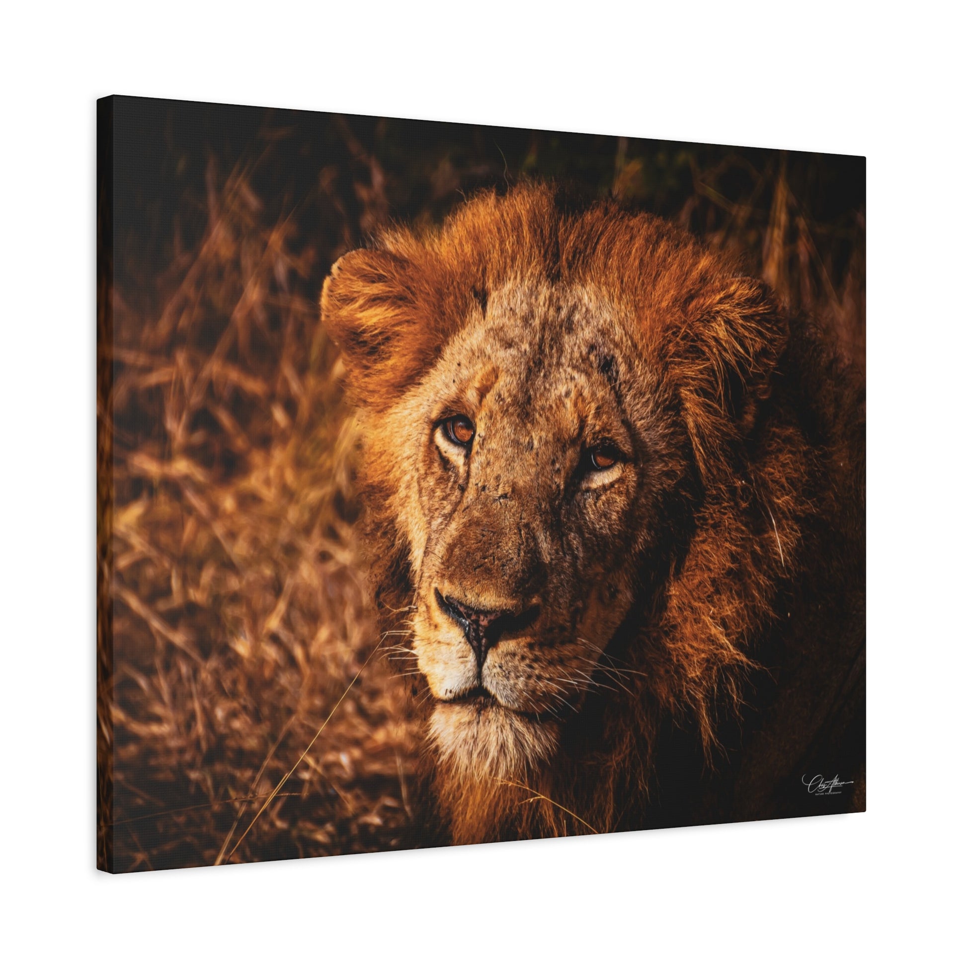 Old Lion Canvas Print