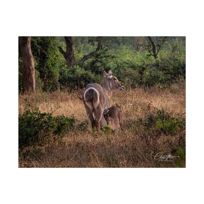 Rolled Posters - Waterbuck and Baby