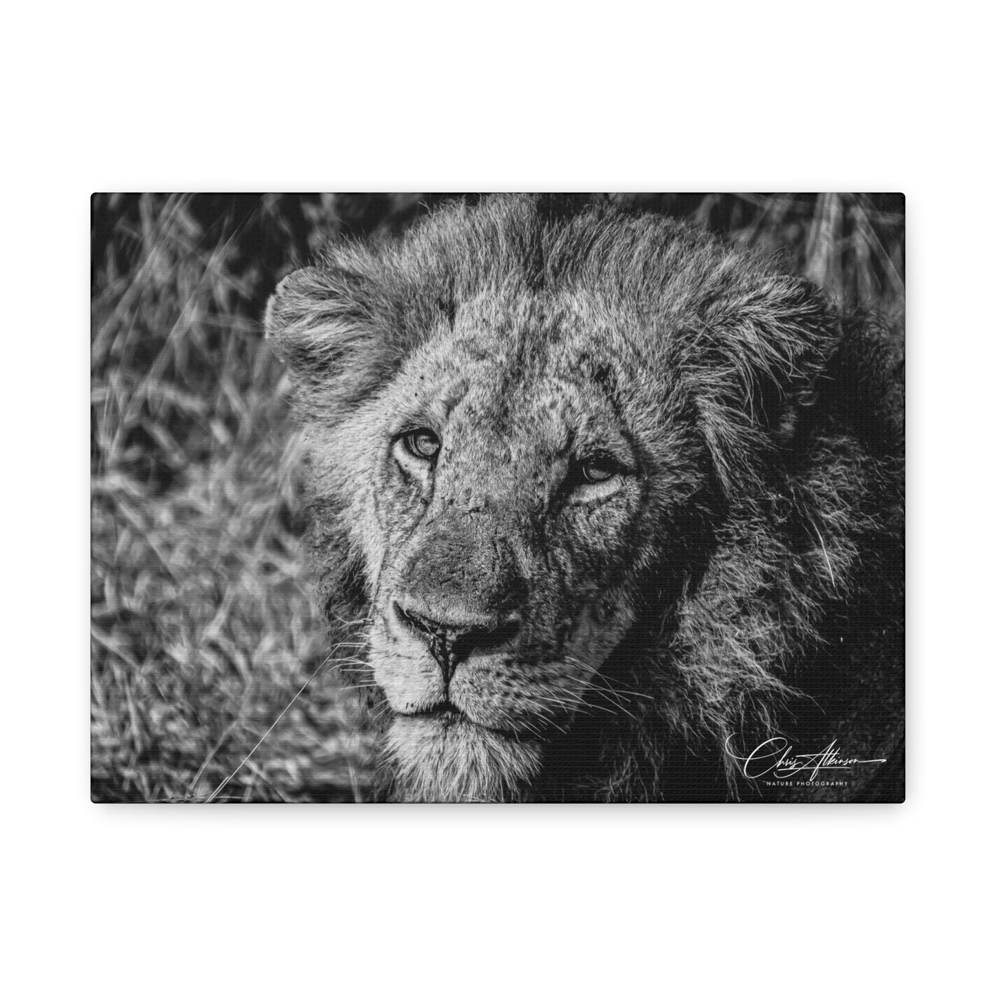 Old Lion Canvas Print B&W 12" x 9" (Horizontal) 1.25"