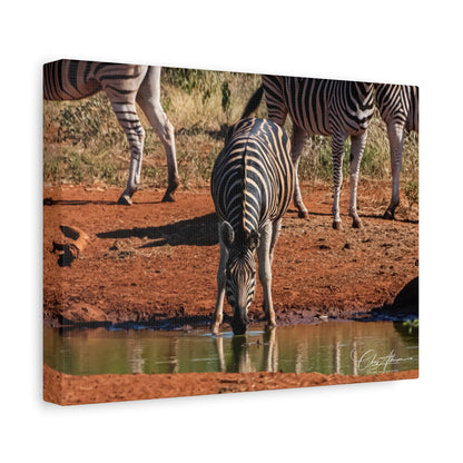 Matte Canvas, Stretched, 1.25" - Zebra at Waterhole