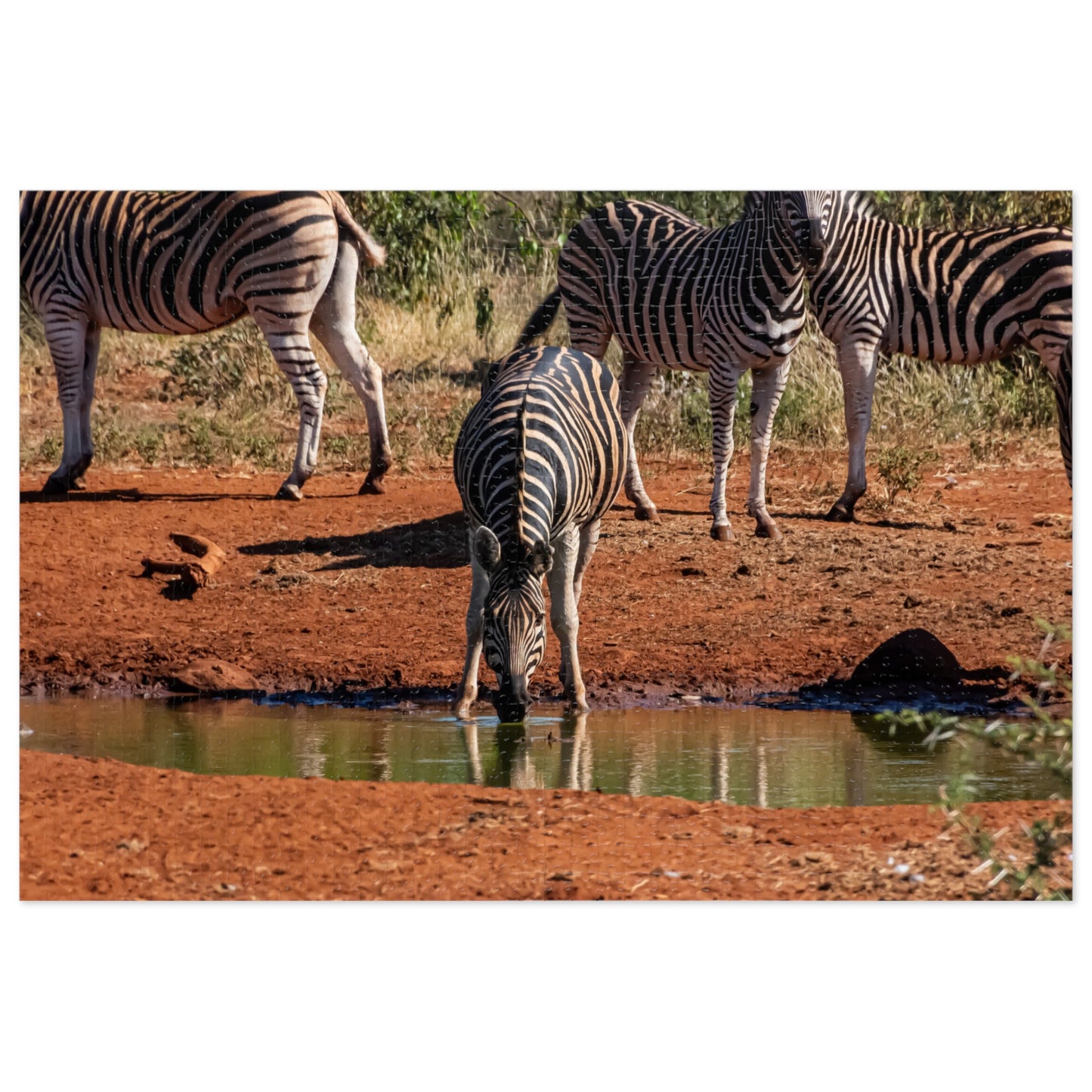 Jigsaw Puzzle (30, 110, 252, 500, 1000 Piece) - Zebra at Waterhole