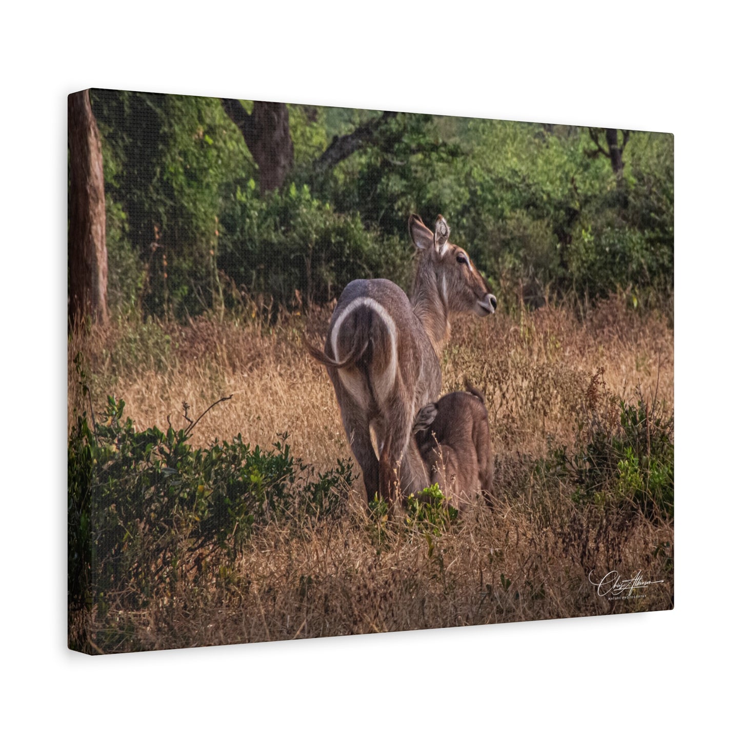 Matte Canvas, Stretched, 1.25" - Waterbuck and Baby