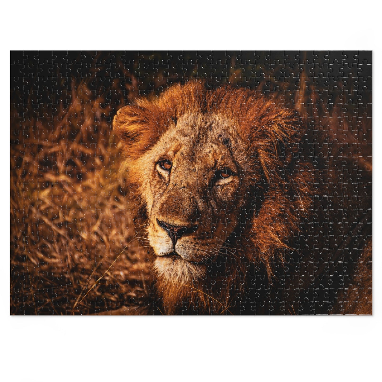 Majestic Old Lion Jigsaw Puzzle with Tin 21" × 15.5" (500 pcs)