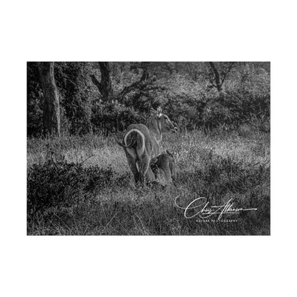 Waterbuck Baby Animal Posters B&W