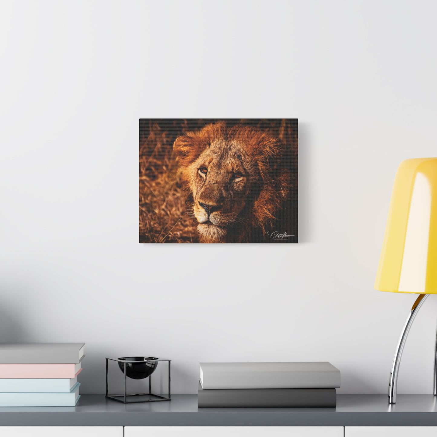 Old Lion Canvas Print