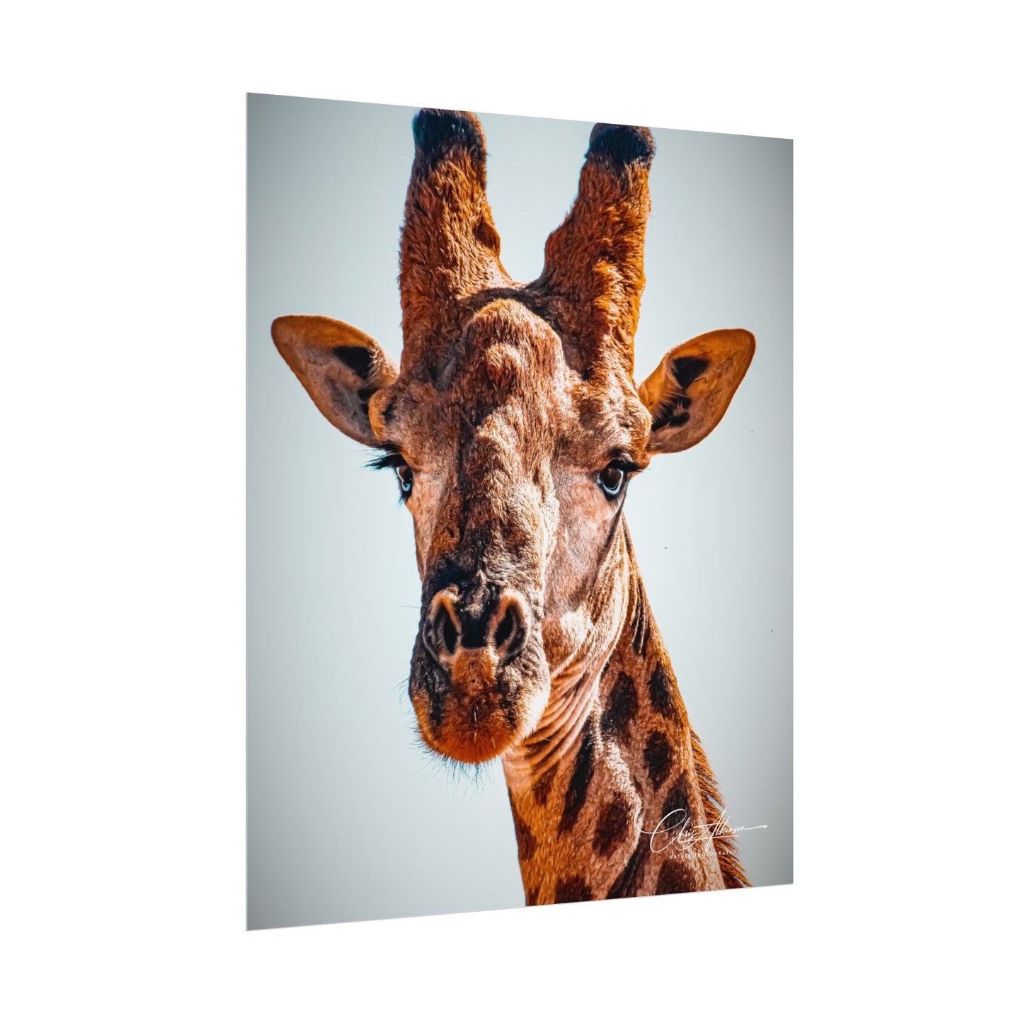 Portrait of Giraffe Poster