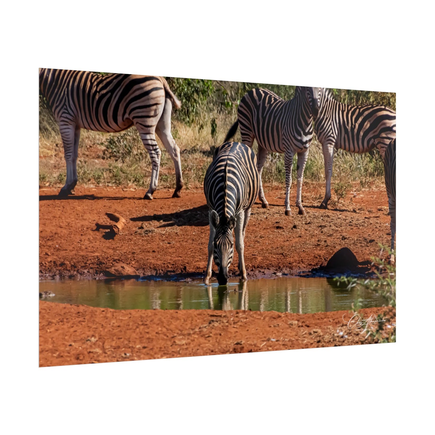 Rolled Posters - Zebra at Waterhole