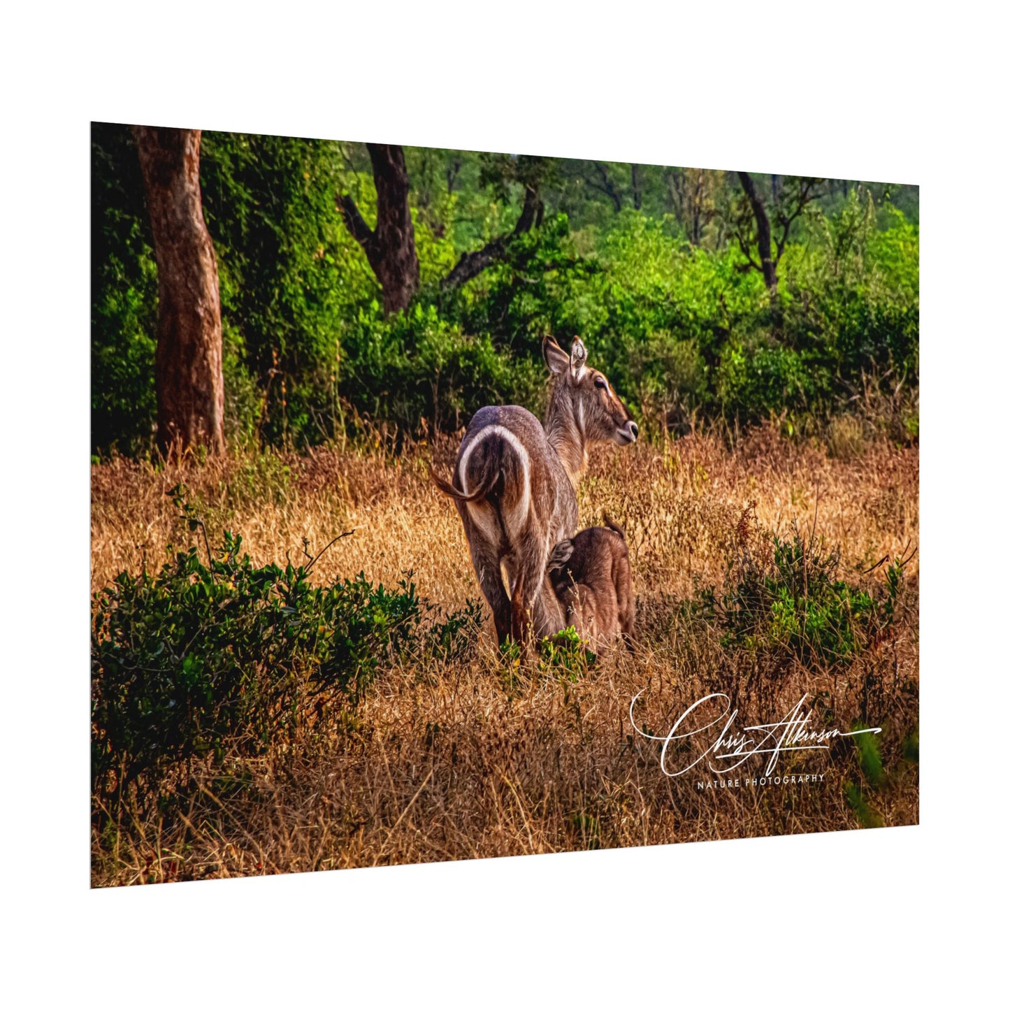 Rolled Posters - Waterbuck and Baby