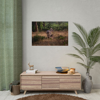 Rolled Posters - Waterbuck and Baby