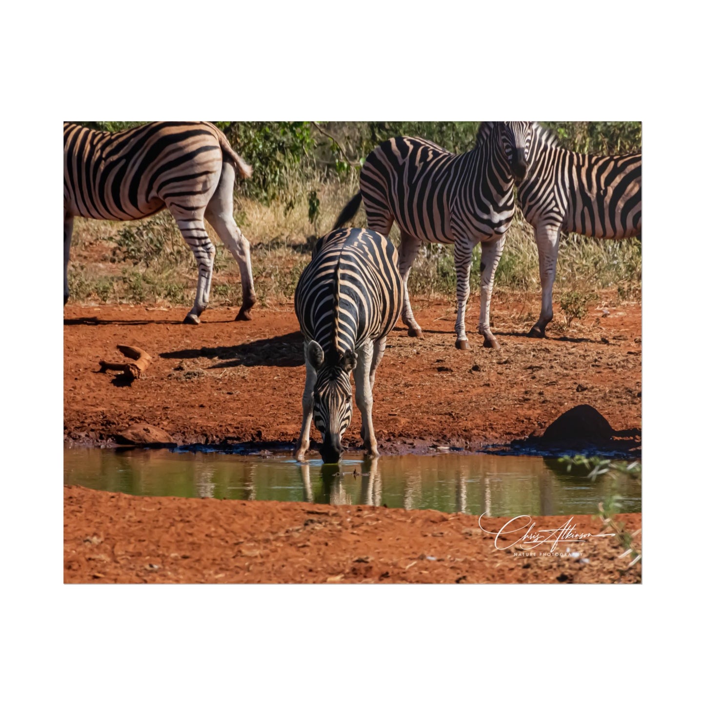 Rolled Posters - Zebra at Waterhole