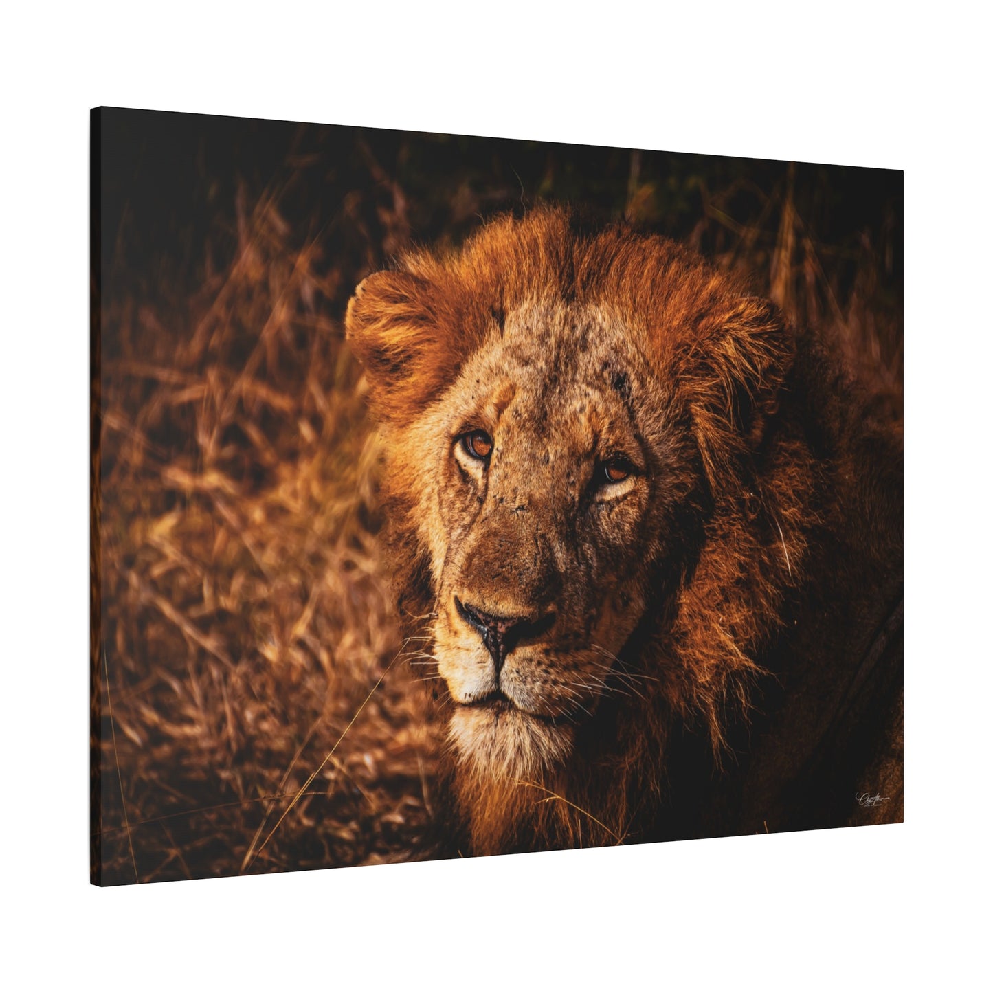 Old Lion Canvas Print