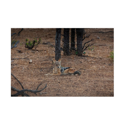 Jackal Photo Jigsaw Puzzle