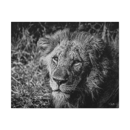 Old Lion Canvas Print B&W 30" x 24" (Horizontal) 1.25"