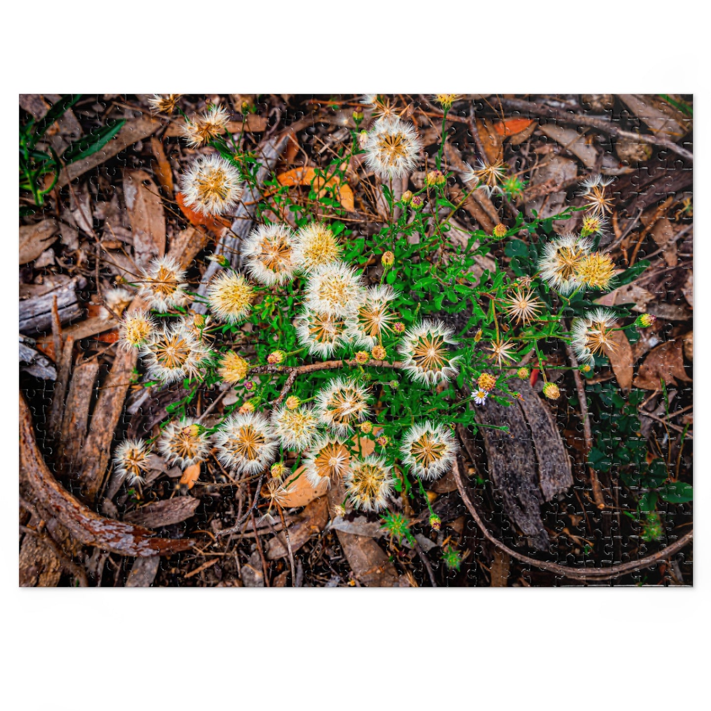 Australian Wildflower Jigsaw Puzzle 2000 piece 21" × 15.5" (500 pcs)