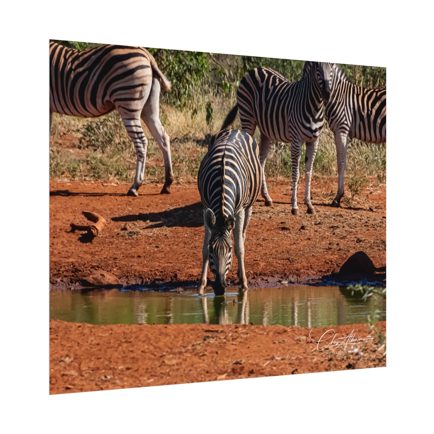 Rolled Posters - Zebra at Waterhole