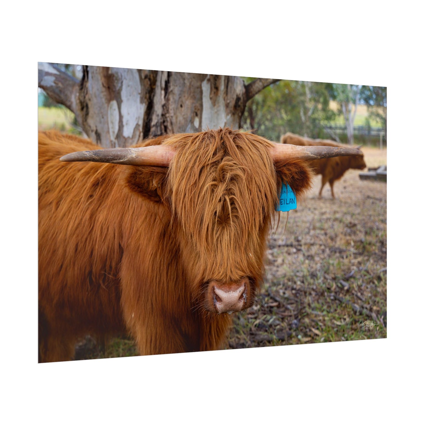 Rolled Posters - Scottish Highland Cattle