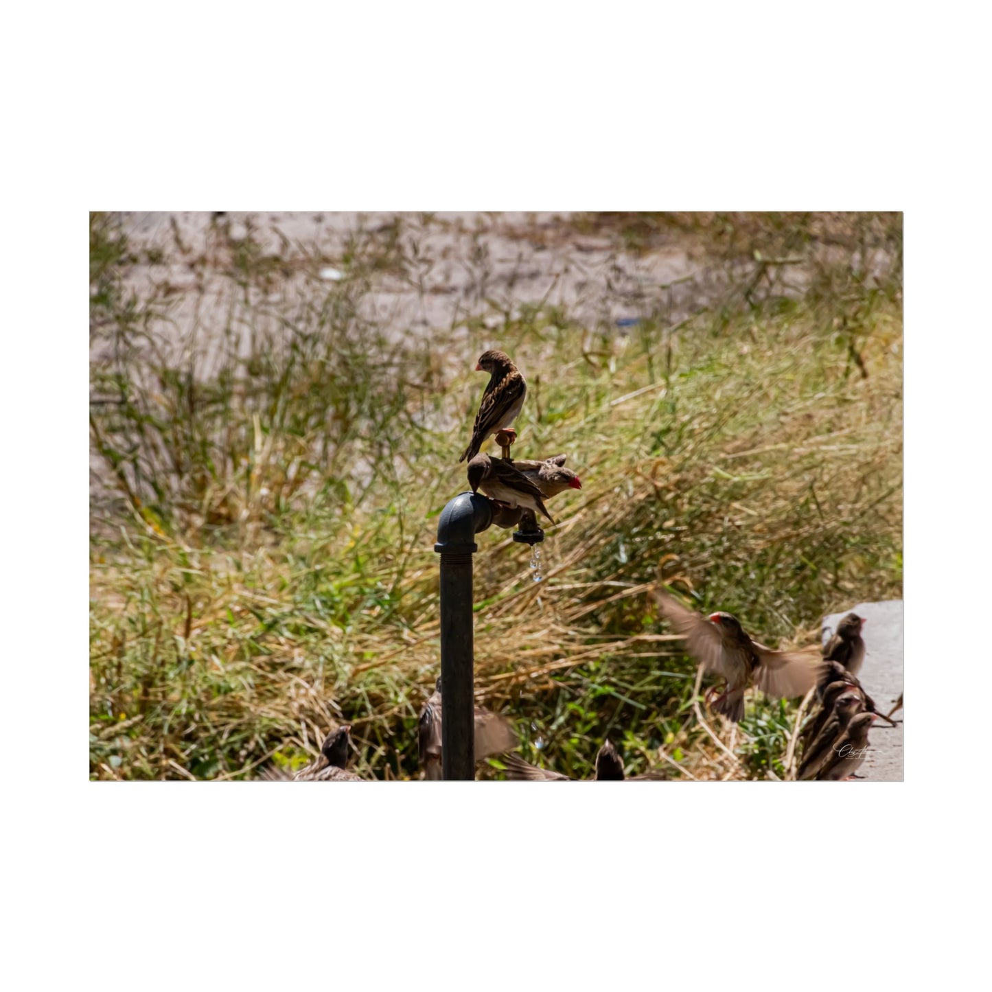 Rolled Posters - Birds and Dripping Tap