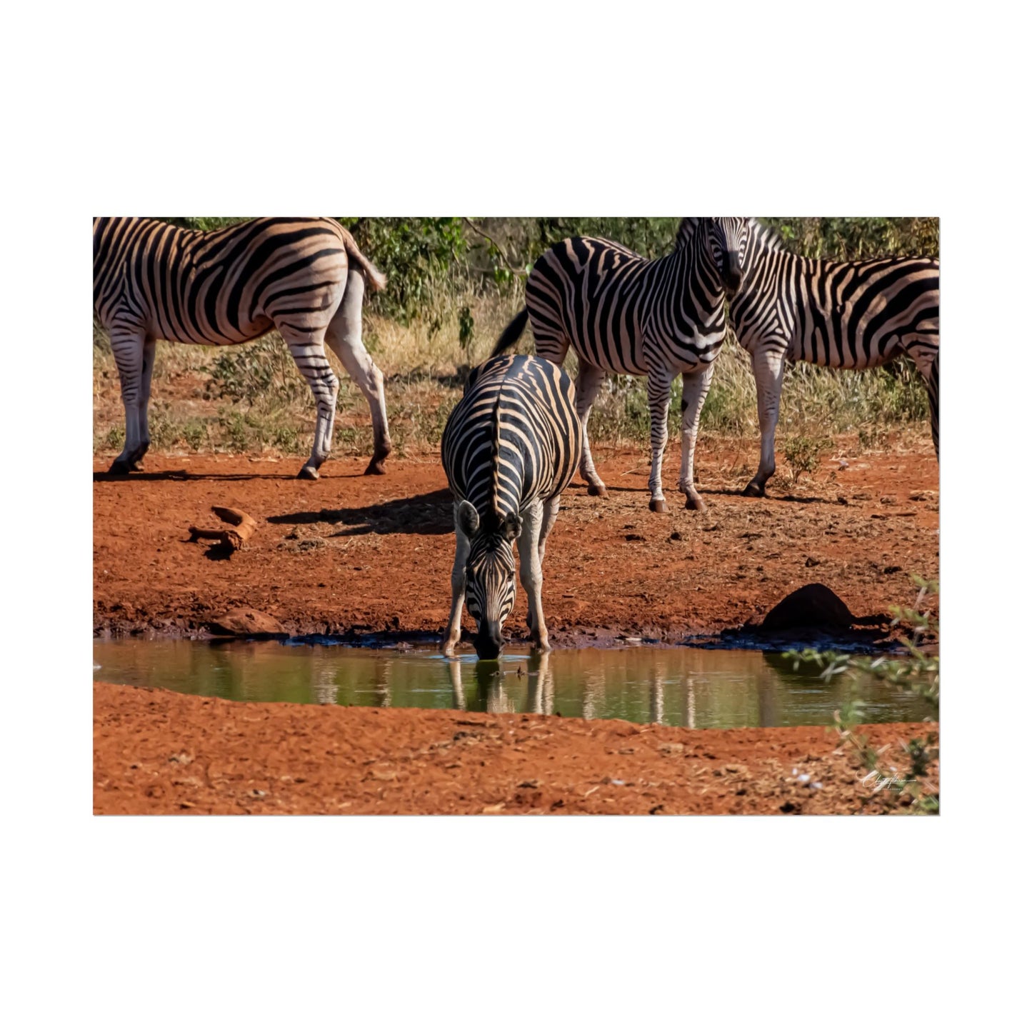 Rolled Posters - Zebra at Waterhole