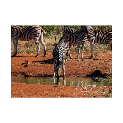 Rolled Posters - Zebra at Waterhole