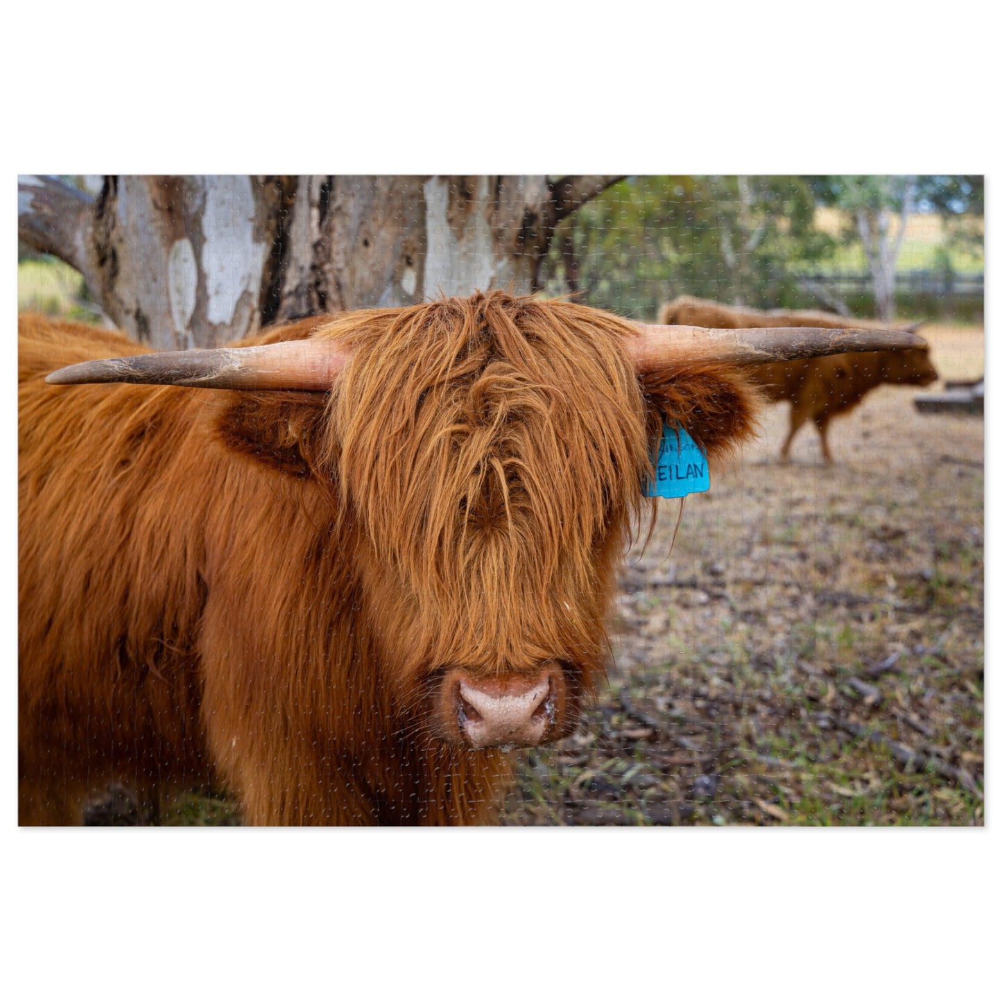 Scottish Highland Cattle Puzzle with Tin