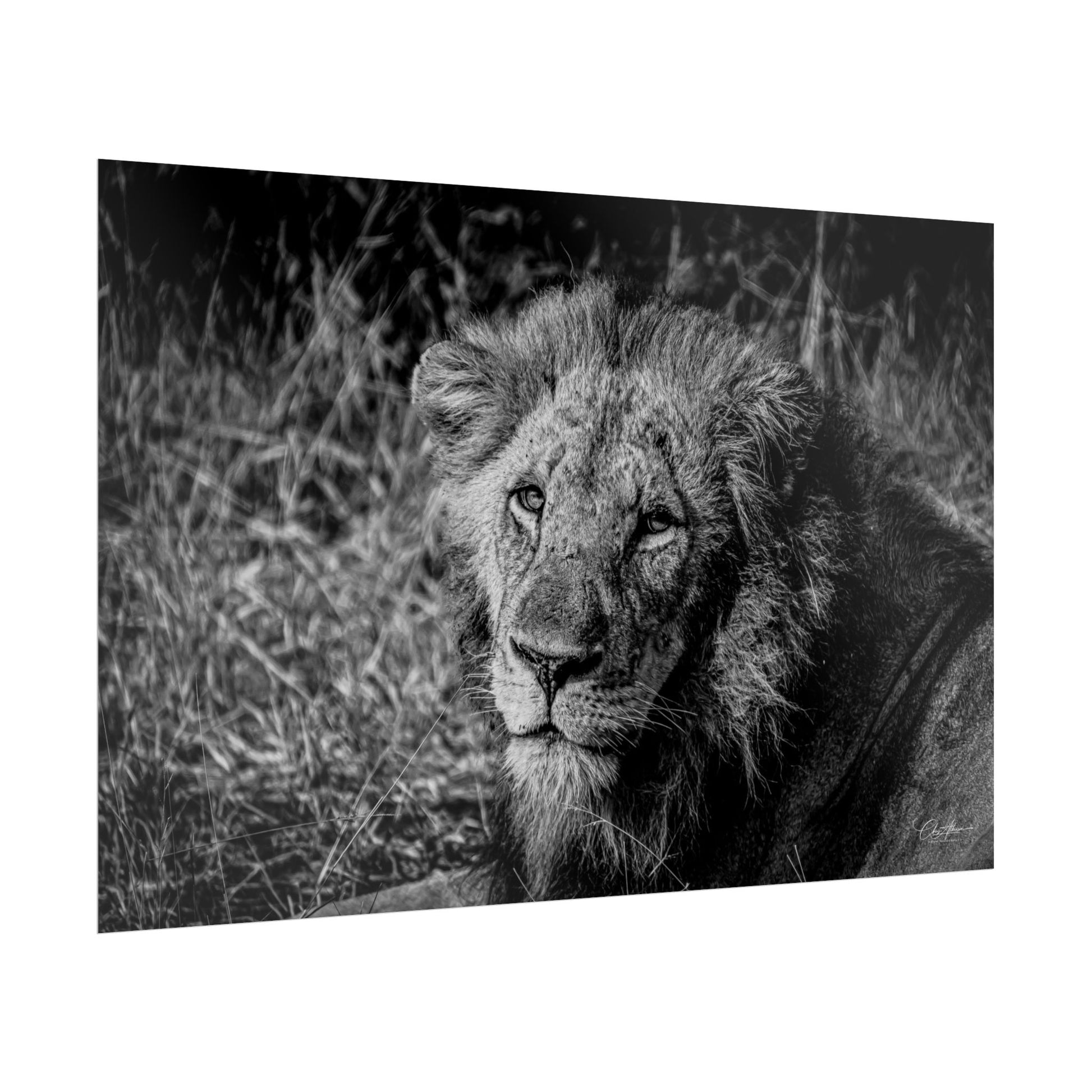 Rolled Posters - Old Lion B&W