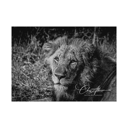 Rolled Posters - Old Lion B&W 7" x 5" (Horizontal) Fine Art