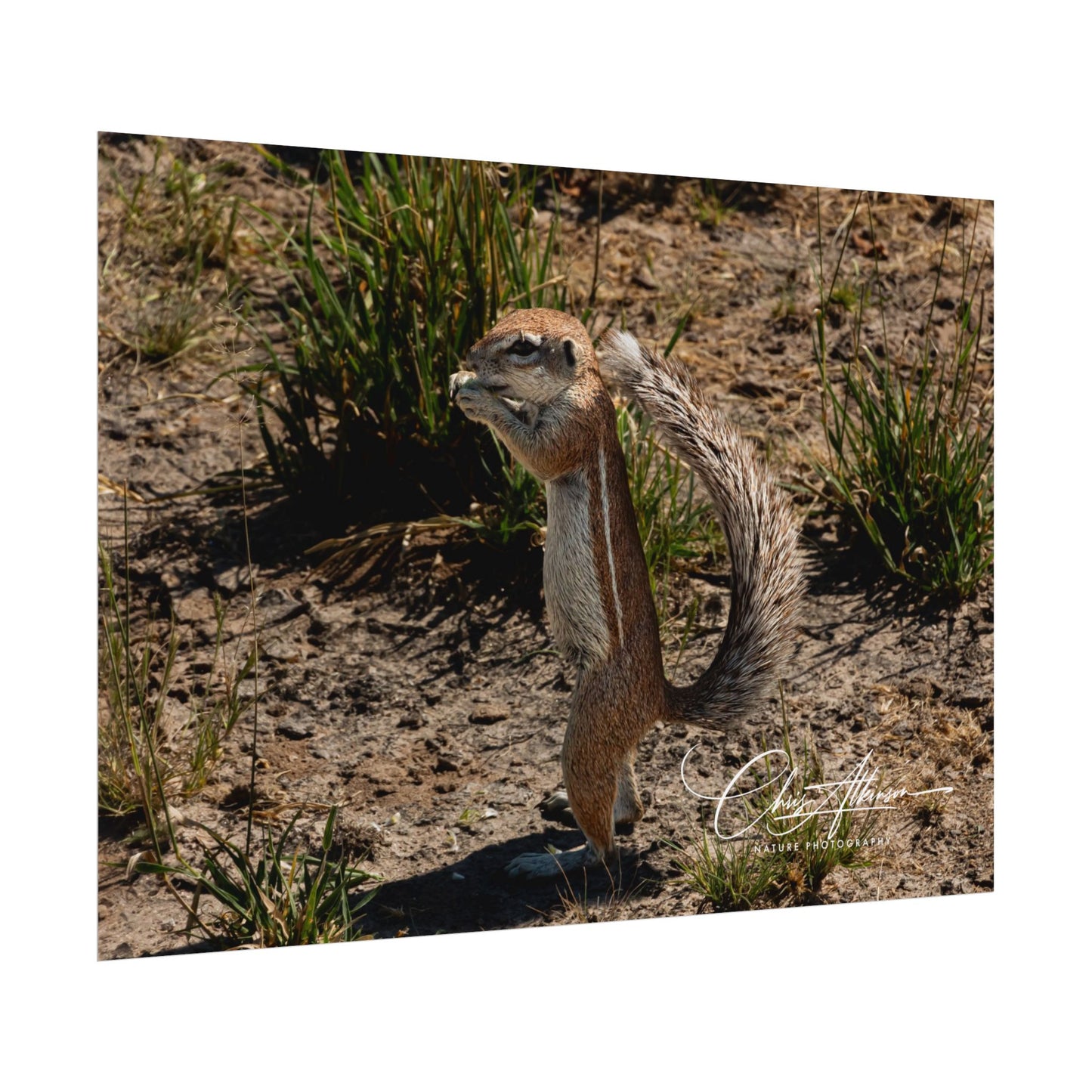 Rolled Posters - Ground Squirrel