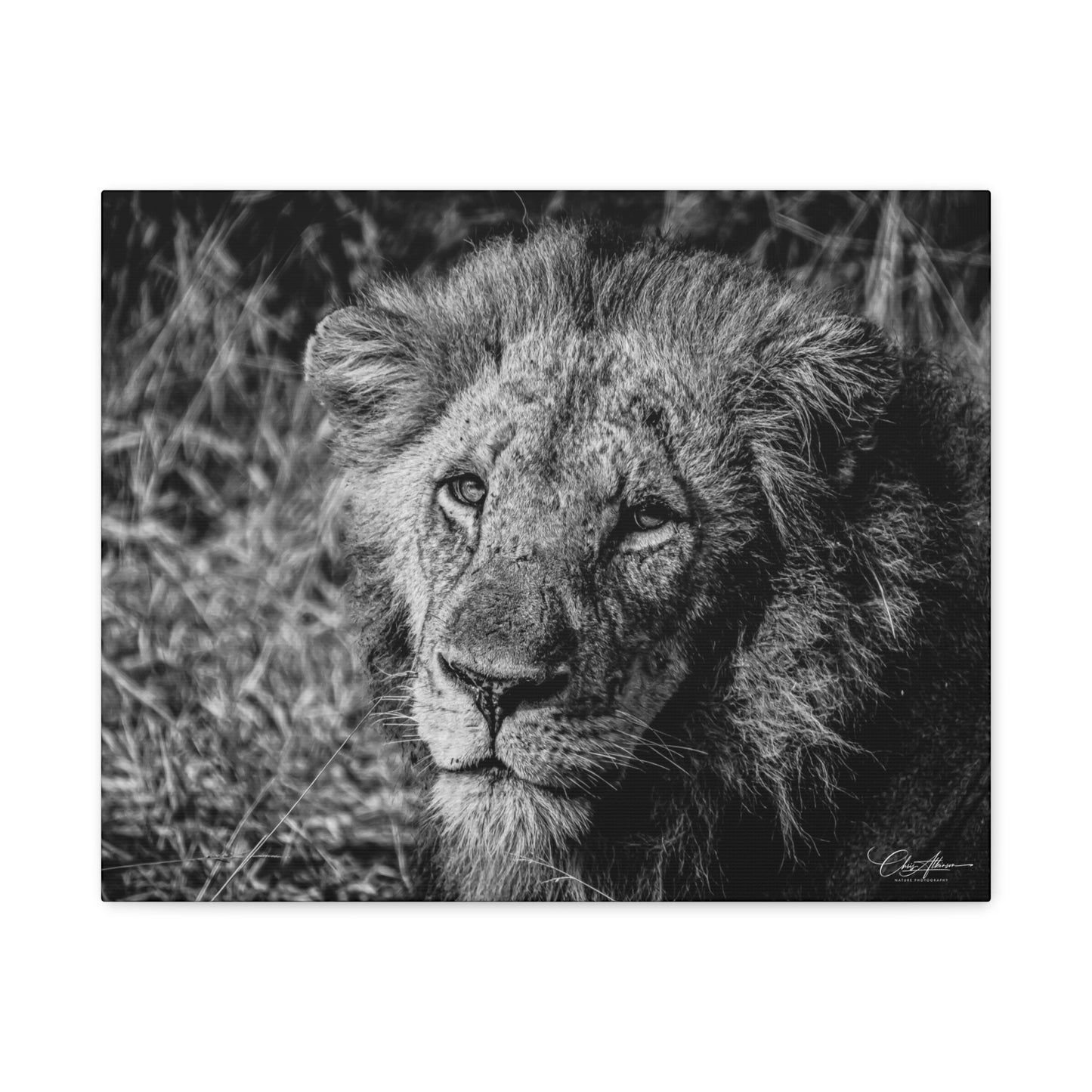 Old Lion Canvas Print B&W 20″ x 16″ (Horizontal) 1.25"