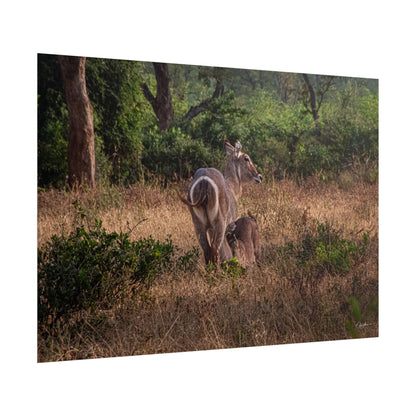 Rolled Posters - Waterbuck and Baby